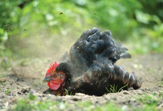 Treatment of External Parasite in Poultry